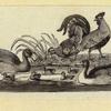 Eagles, ducks, chickens, and vultures.