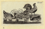 Eagles, ducks, chickens, and vultures.