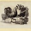 Eagles, ducks, chickens, and vultures.