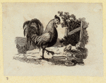 Eagles, ducks, chickens, and vultures.