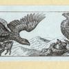 Eagles, ducks, chickens, and vultures.