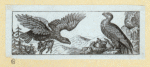 Eagles, ducks, chickens, and vultures.