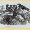 Various birds.