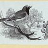 Various birds.