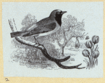 Various birds.