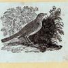 Various birds.