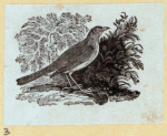 Various birds.