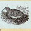 Various birds.