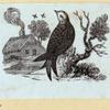 Various birds.
