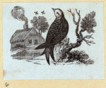 Various birds.