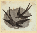 Various birds.