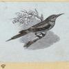 Various birds.