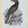 Various birds.