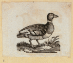 Various birds.