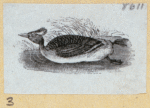 Various birds.