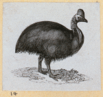 Various birds.