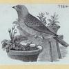 Various birds.