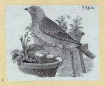 Various birds.