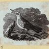 Various birds.