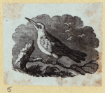 Various birds.