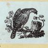 Various birds.