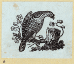 Various birds.