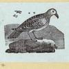 Various birds.