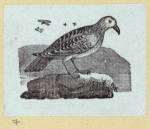 Various birds.