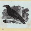 Various birds.