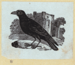 Various birds.