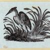 Various birds.