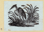 Various birds.