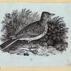 Various birds.