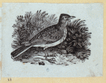 Various birds.