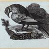 Various birds.