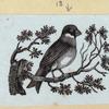 Various birds.