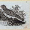 Various birds.