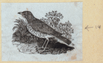 Various birds.
