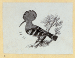 Various birds.