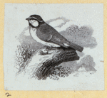 Various birds.