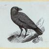 Various birds.