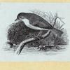 Various birds.