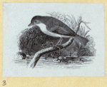 Various birds.