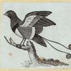 Various birds.