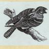 Various birds.