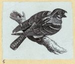 Various birds.
