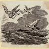 Various birds.