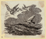 Various birds.