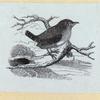 Various birds.