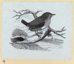 Various birds.